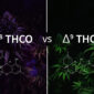 THCO vs. THCA: A Comprehensive Guide to Cannabinoid Difference