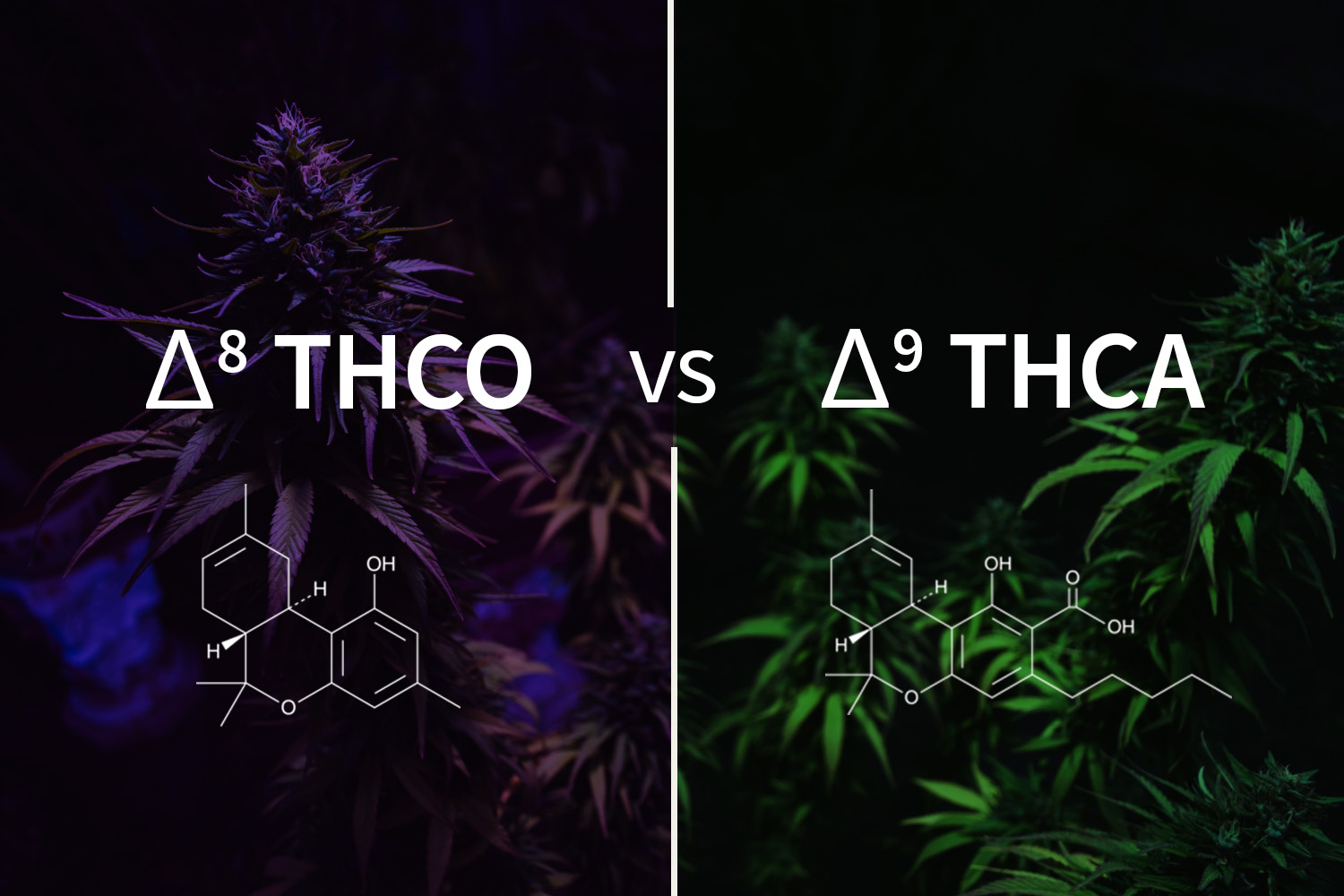 THCO vs. THCA: A Comprehensive Guide to Cannabinoid Difference